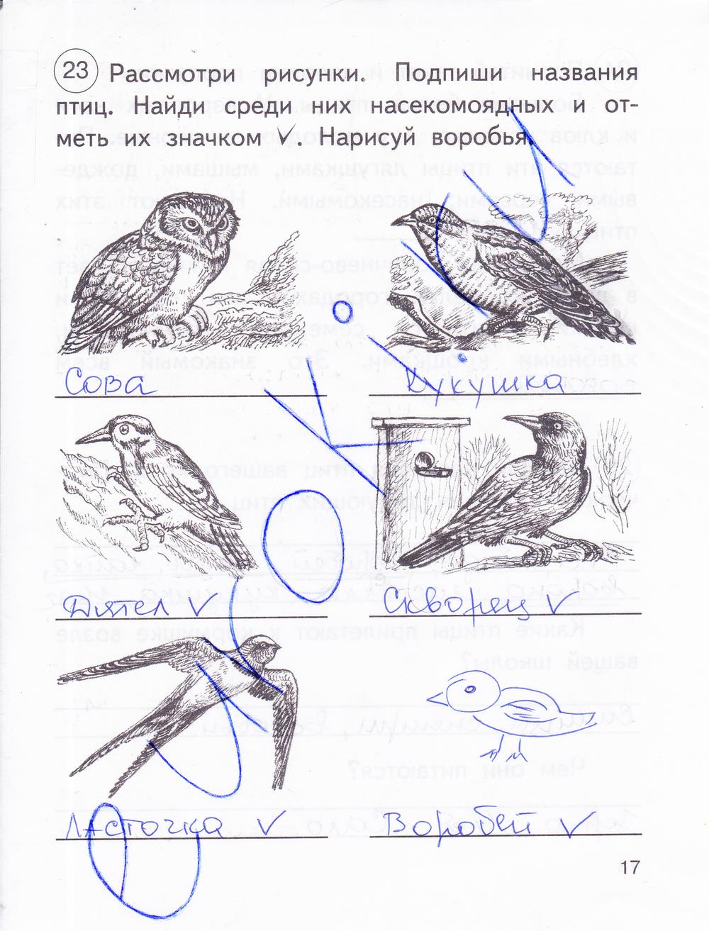 Самостоятельная по классу птиц. Подпиши рисунки. Подпиши птицу. Подпиши названия картинок. Птица рисунок подписанный.