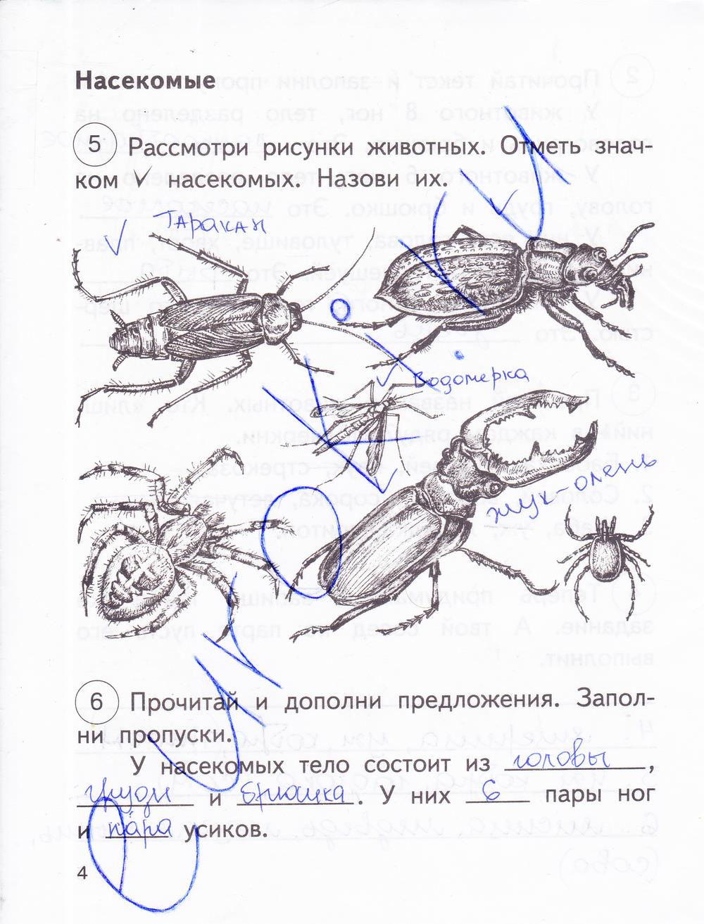 Рассмотри рисунок дополни текст. Рассмотри рисунки насекомых. Отметь рисунки насекомых. Рисунки насекомых 2 класс окружающий мир. Насекомые окружающий мир 2 класс рабочая.