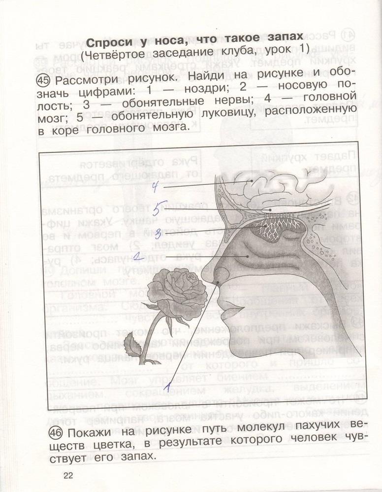 гдз 4 класс рабочая тетрадь часть 2 страница 22 окружающий мир Федотова, Трафимова