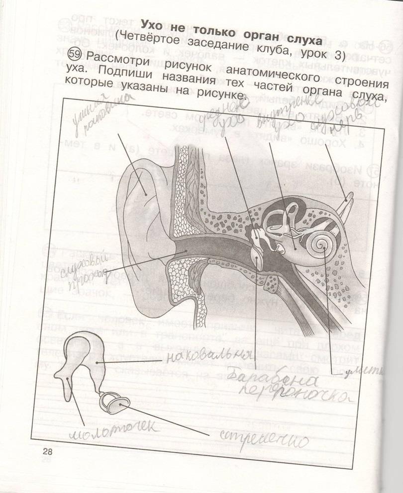 гдз 4 класс рабочая тетрадь часть 2 страница 28 окружающий мир Федотова, Трафимова