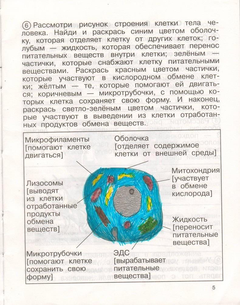 гдз 4 класс рабочая тетрадь часть 2 страница 5 окружающий мир Федотова, Трафимова