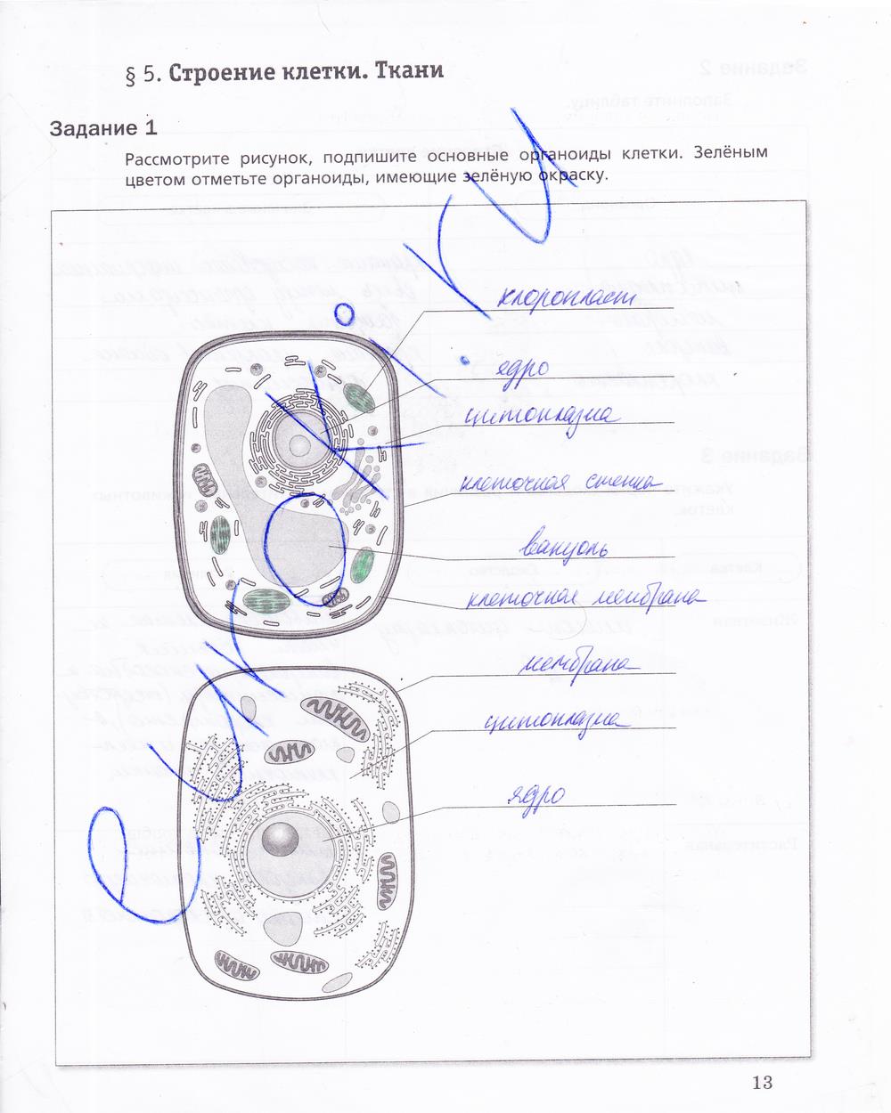 гдз 5 класс рабочая тетрадь страница 13 биология Корнилова, Николаев