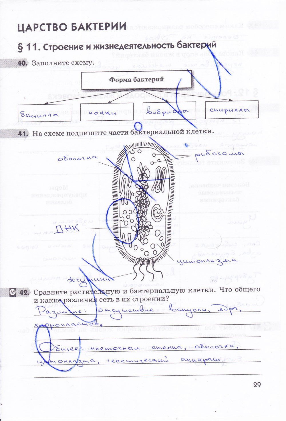 гдз 5 класс рабочая тетрадь страница 29 биология Пасечник