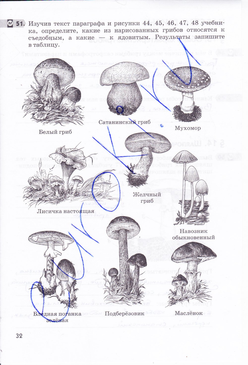 Нарисовать строение гриба