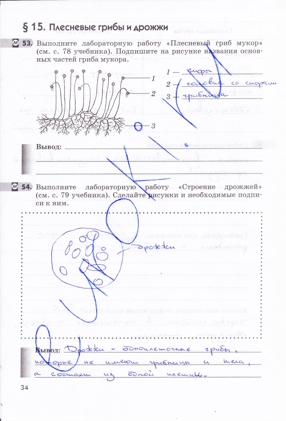 гдз 5 класс рабочая тетрадь страница 34 биология Пасечник