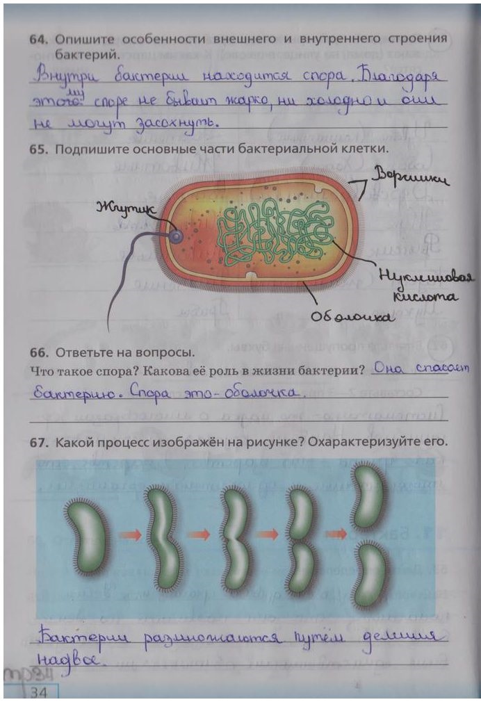 гдз 5 класс рабочая тетрадь страница 34 биология Сонин, Плешаков