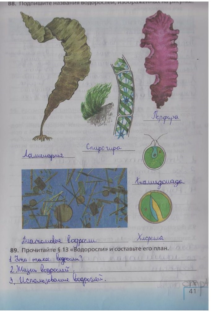 гдз 5 класс рабочая тетрадь страница 41 биология Сонин, Плешаков