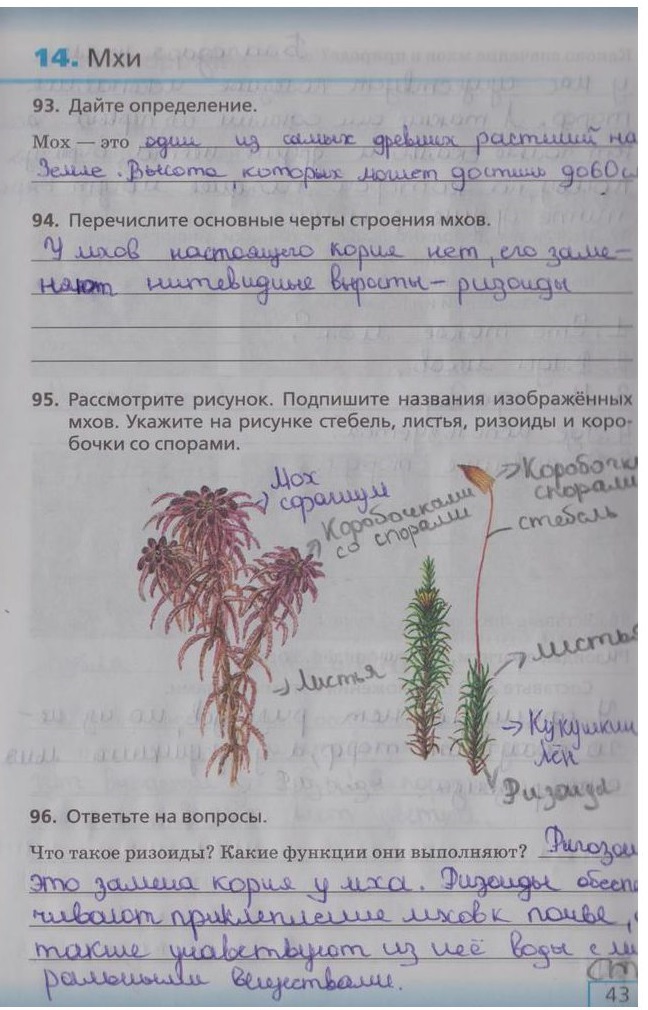 гдз 5 класс рабочая тетрадь страница 43 биология Сонин, Плешаков