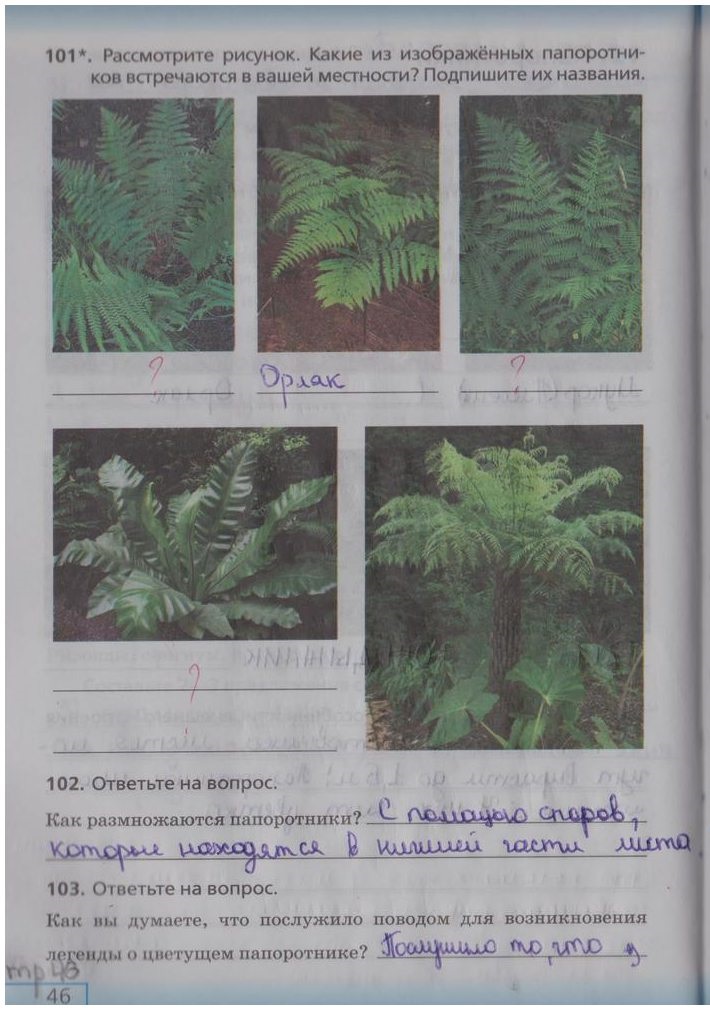 гдз 5 класс рабочая тетрадь страница 46 биология Сонин, Плешаков