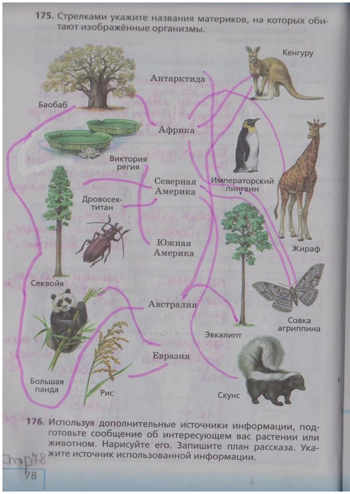 Таблица материки животные и растения. Вся информация по биологии за 5 класс. Организмы на разных материках таблица.
