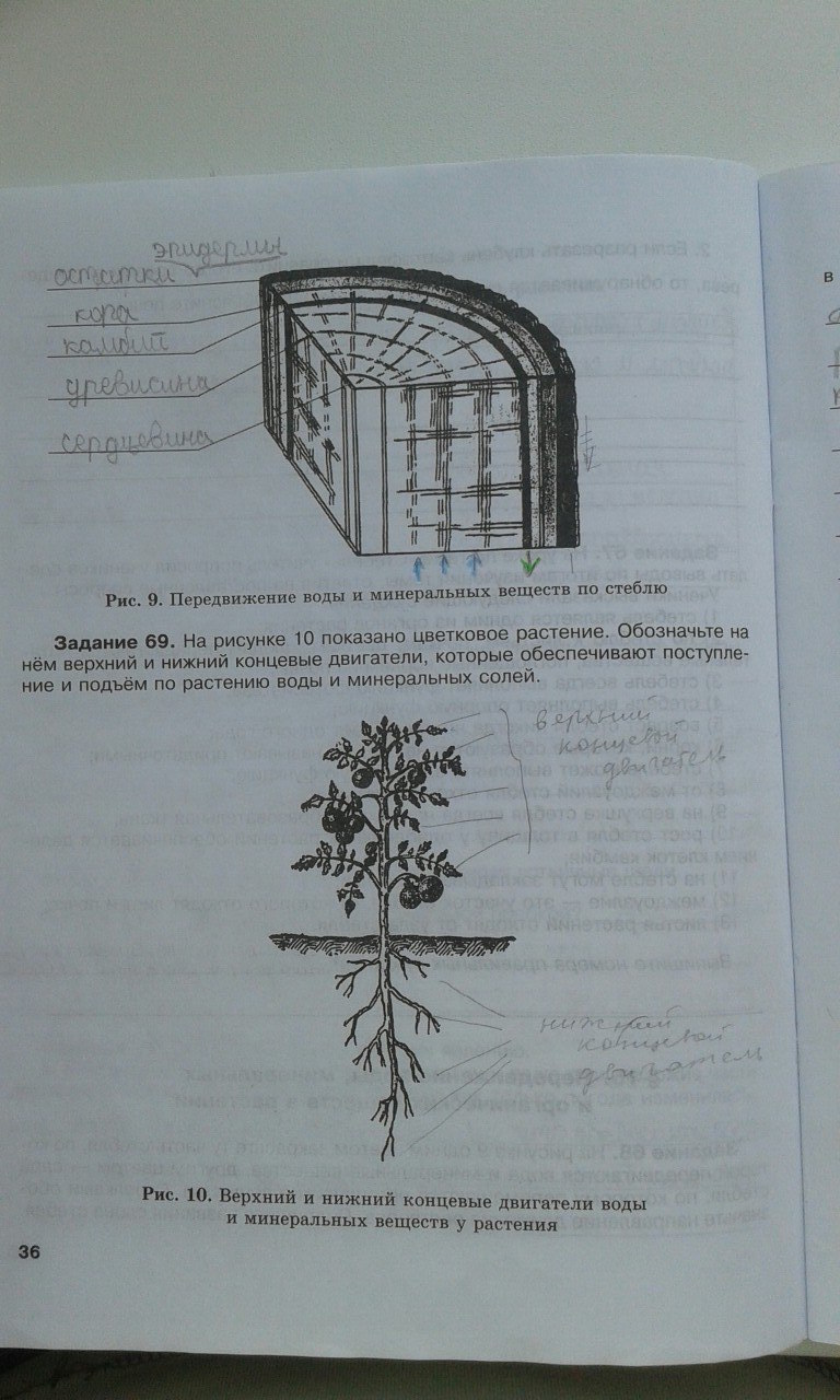 гдз 6 класс рабочая тетрадь страница 36 биология Хрыпова, Житко