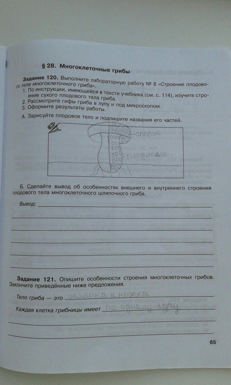 гдз 6 класс рабочая тетрадь страница 65 биология Хрыпова, Житко