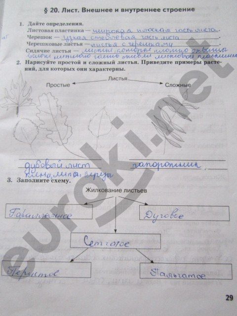 гдз 6 класс рабочая тетрадь страница 29 биология Исаева, Романова