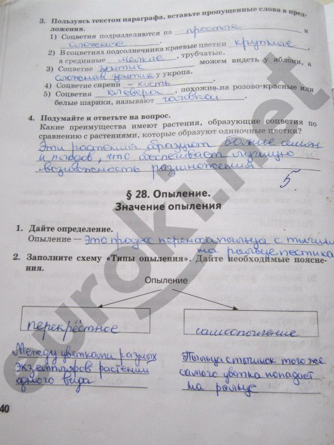 гдз 6 класс рабочая тетрадь страница 40 биология Исаева, Романова