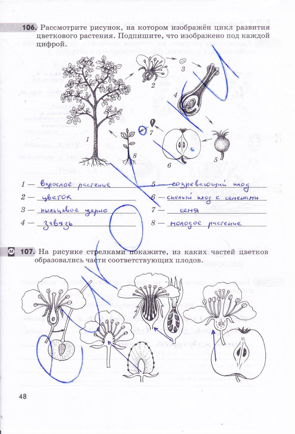 гдз 6 класс рабочая тетрадь страница 48 биология Пасечник
