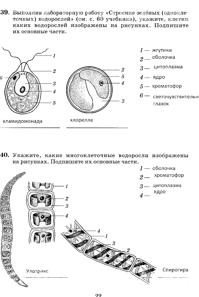 гдз 6 класс рабочая тетрадь страница 22 биология Пасечник, Снисаренко