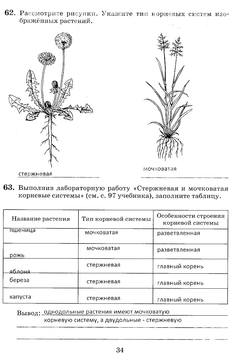 гдз 6 класс рабочая тетрадь страница 34 биология Пасечник, Снисаренко