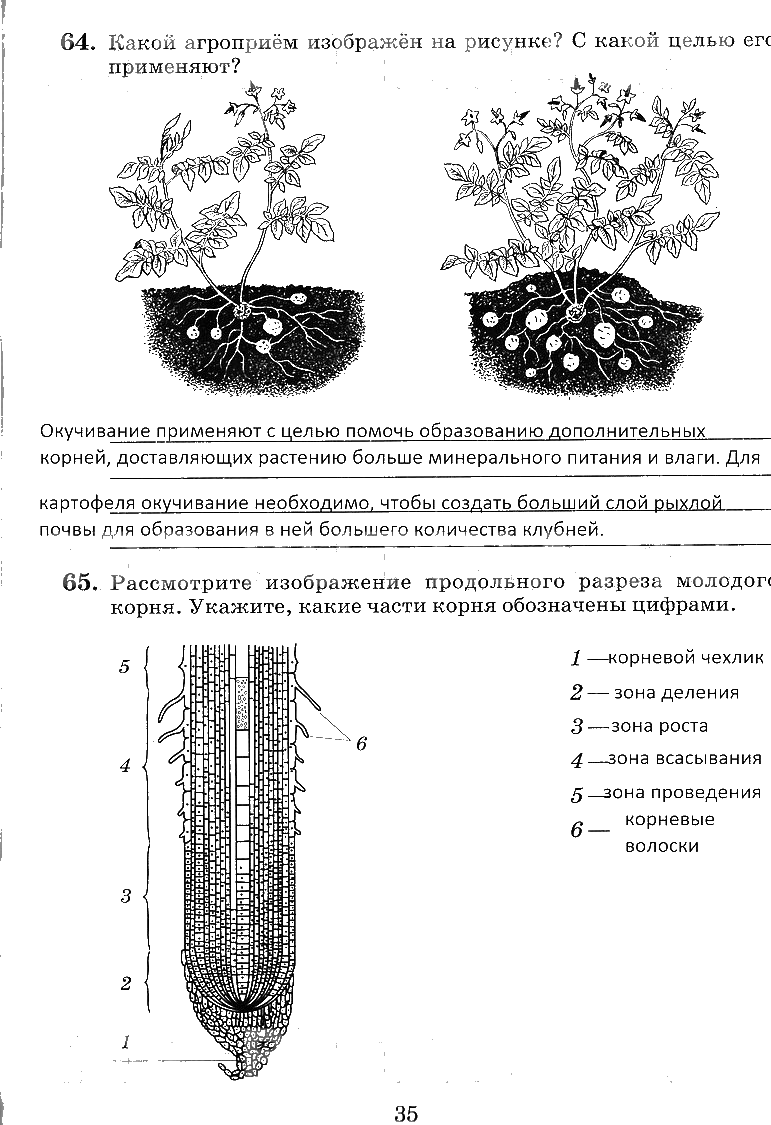 гдз 6 класс рабочая тетрадь страница 35 биология Пасечник, Снисаренко