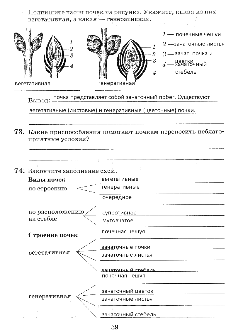 гдз 6 класс рабочая тетрадь страница 39 биология Пасечник, Снисаренко