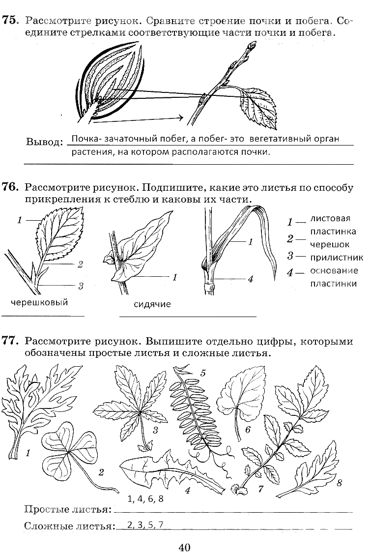 гдз 6 класс рабочая тетрадь страница 40 биология Пасечник, Снисаренко