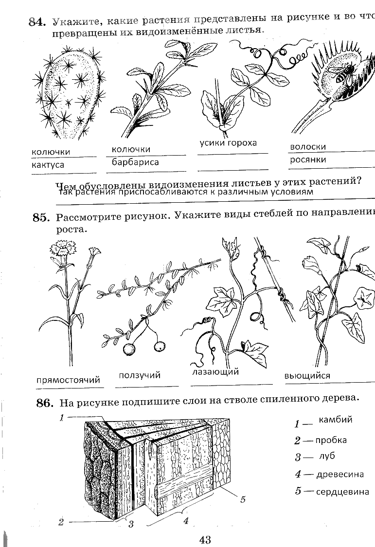 гдз 6 класс рабочая тетрадь страница 43 биология Пасечник, Снисаренко