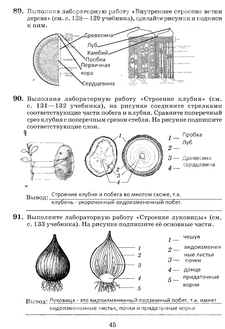 гдз 6 класс рабочая тетрадь страница 45 биология Пасечник, Снисаренко