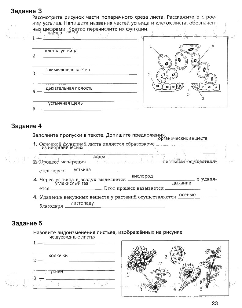 гдз 6 класс рабочая тетрадь часть 1 страница 23 биология Пономарева, Корнилова