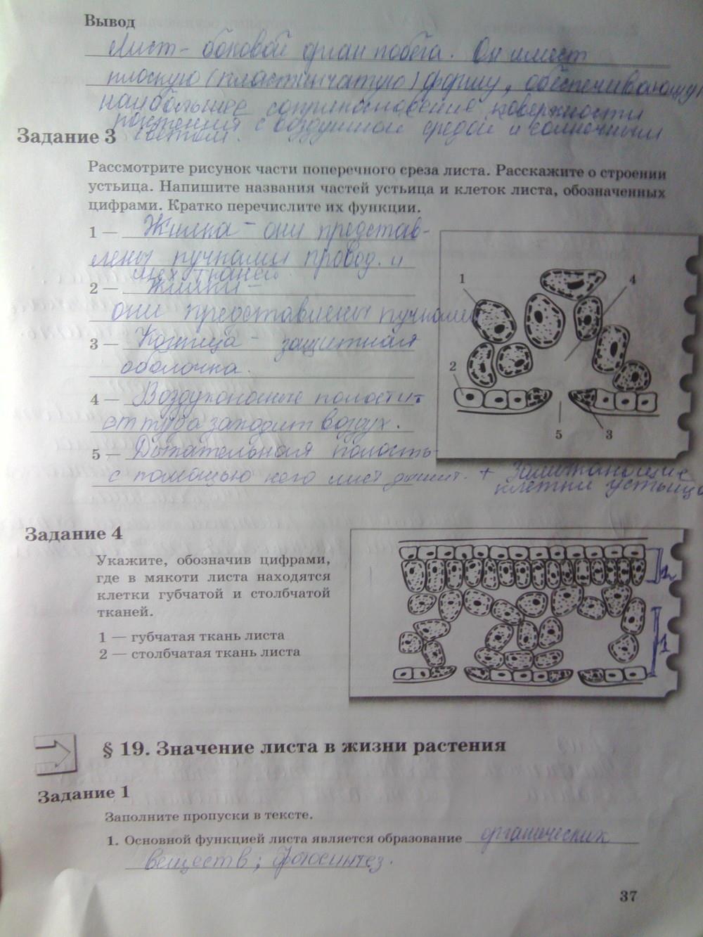 гдз 6 класс рабочая тетрадь часть 1 страница 37 биология Пономарева, Корнилова