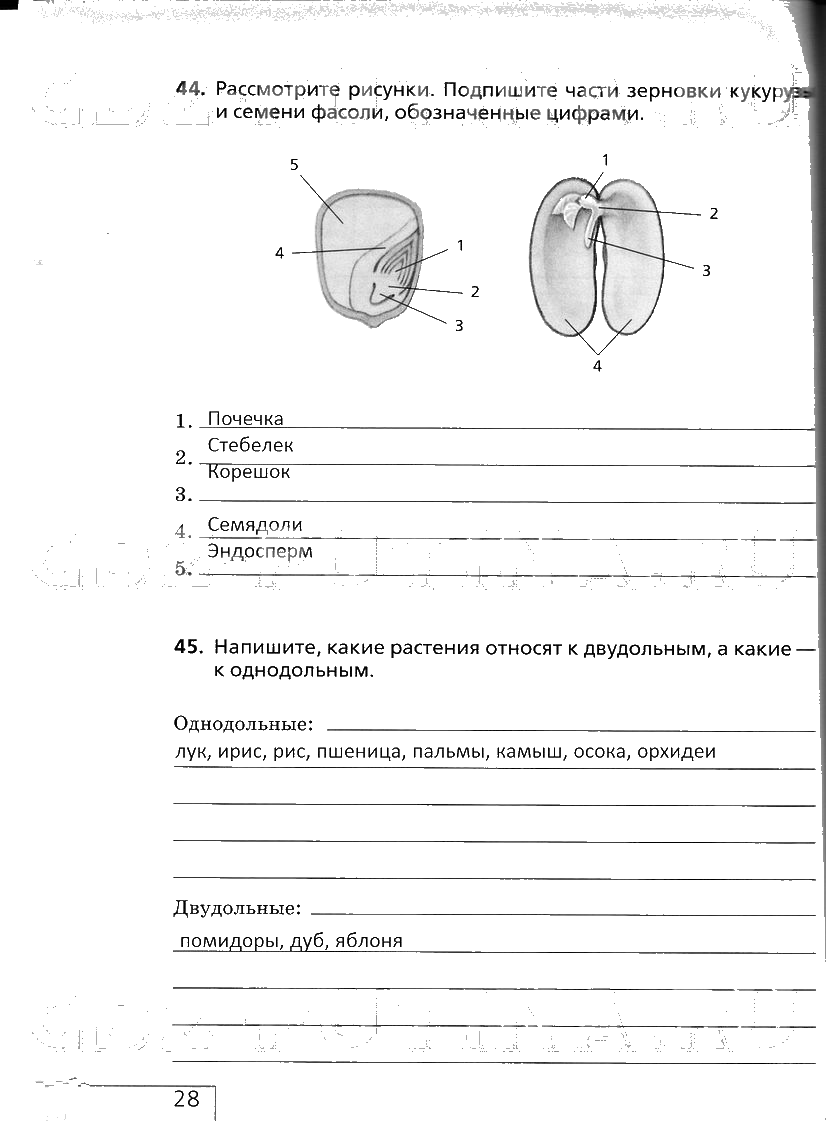 гдз 6 класс рабочая тетрадь страница 28 биология Сонин