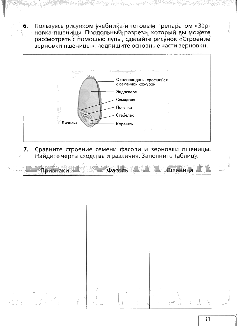 гдз 6 класс рабочая тетрадь страница 31 биология Сонин