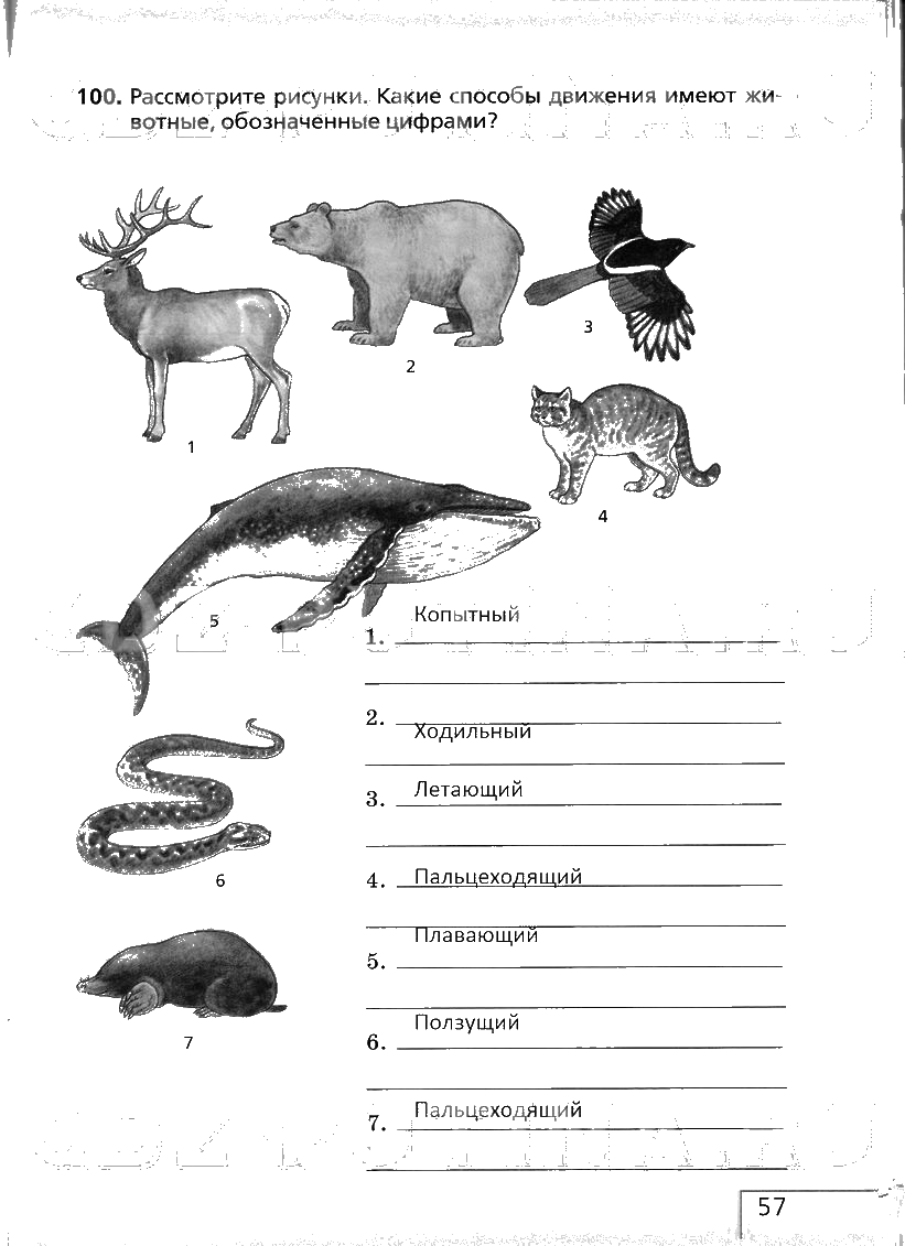 Биология 7 класс контрольная по теме млекопитающие. Биология 6 класс задания. Что такое животные по биологии 6 класс. Биология 5 класс задания. Творческое задание по биологии 6 класс.
