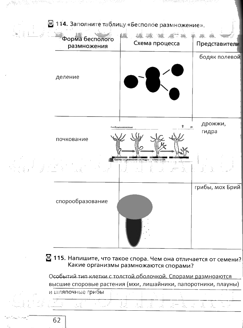 гдз 6 класс рабочая тетрадь страница 62 биология Сонин