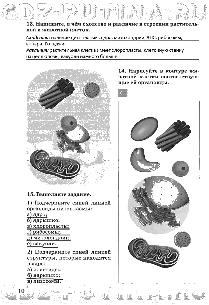 гдз 6 класс рабочая тетрадь страница 10 биология Сонин