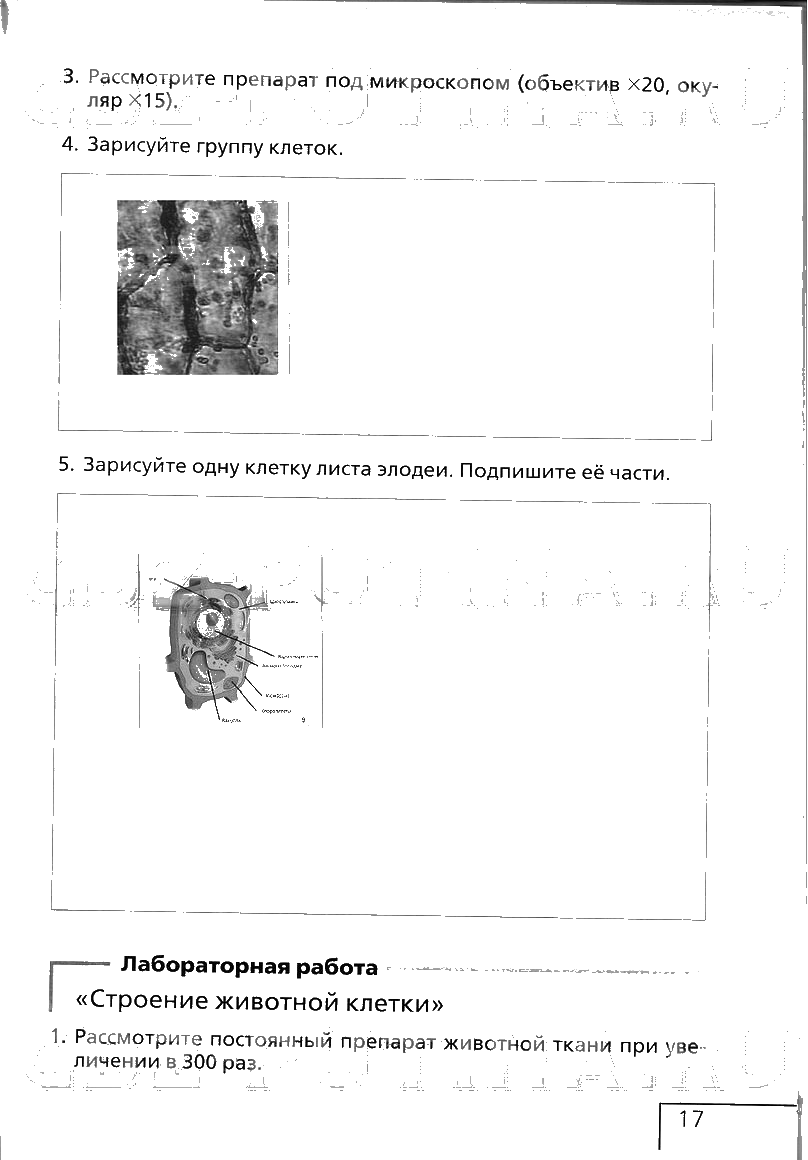 гдз 6 класс рабочая тетрадь страница 17 биология Сонин