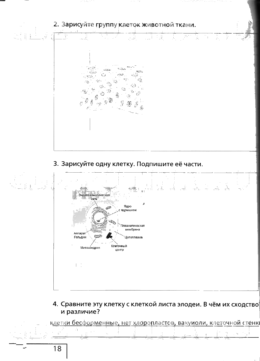 гдз 6 класс рабочая тетрадь страница 18 биология Сонин