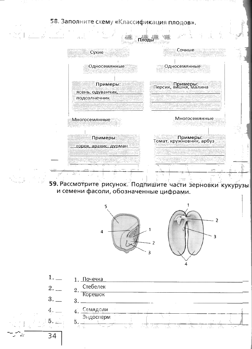 гдз 6 класс рабочая тетрадь страница 34 биология Сонин
