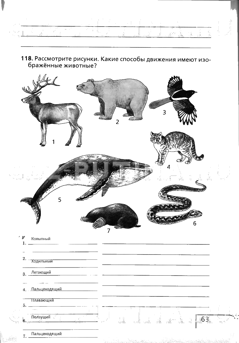 гдз 6 класс рабочая тетрадь страница 63 биология Сонин