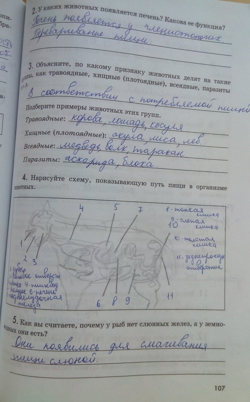 гдз 7 класс рабочая тетрадь страница 107 биология Латюшин, Ламехова