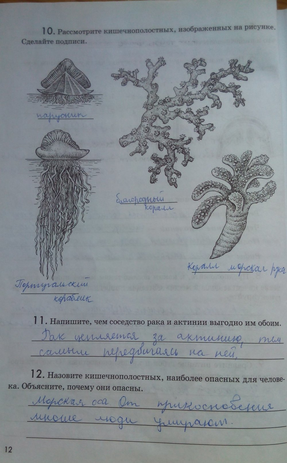 Рисовать по биологии актинию
