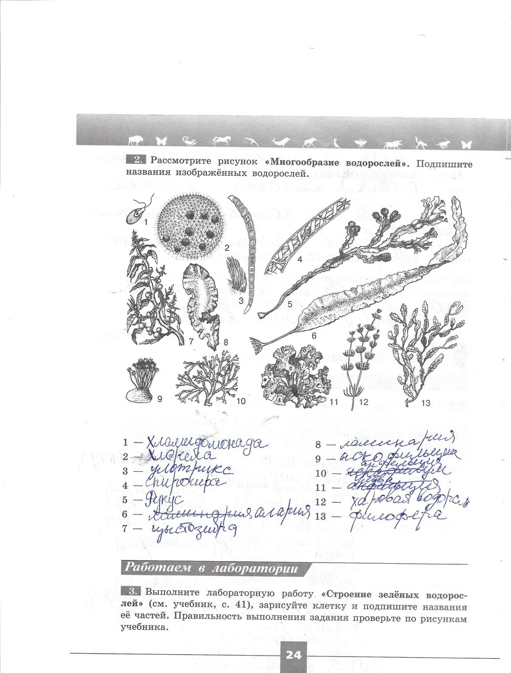 Многообразие водорослей 5 класс биология рабочая тетрадь