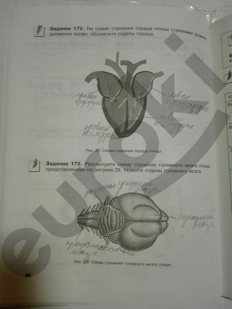 гдз 7 класс рабочая тетрадь страница 90 биология Суматохин