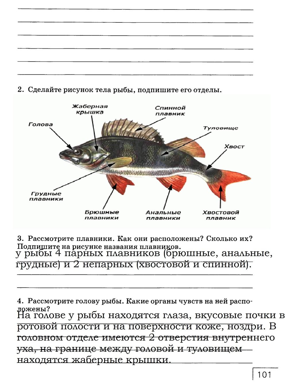 гдз 7 класс рабочая тетрадь страница 101 биология Захаров, Сонин