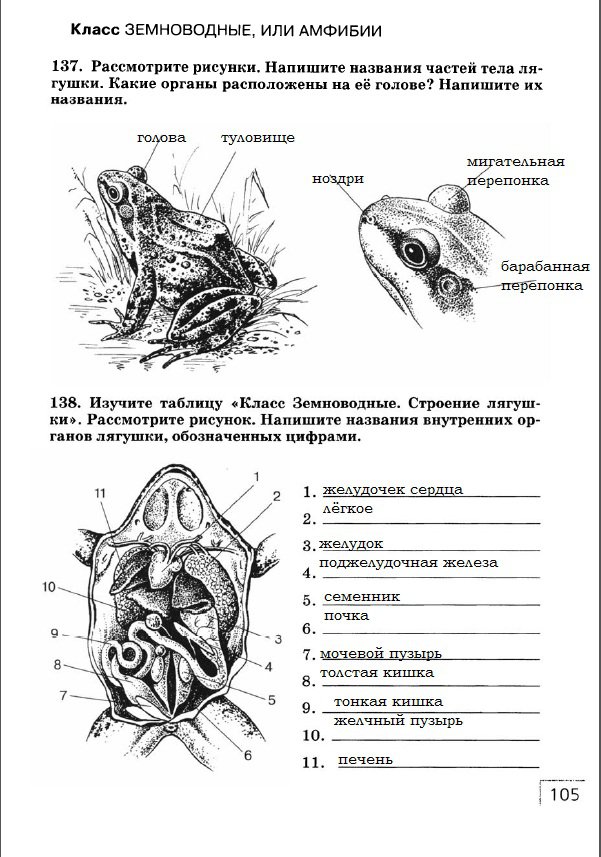 гдз 7 класс рабочая тетрадь страница 105 биология Захаров, Сонин