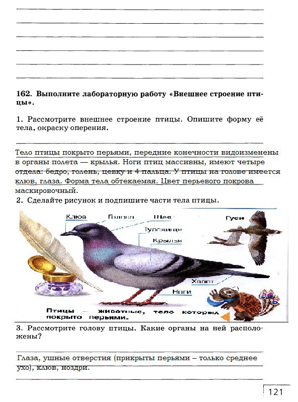 Самостоятельная работа по биологии птицы