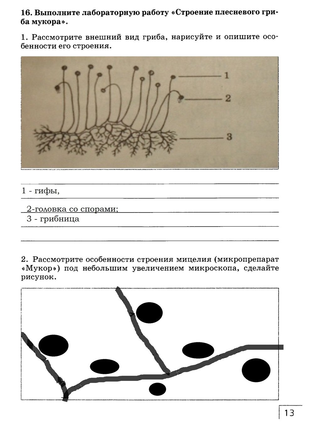 гдз 7 класс рабочая тетрадь страница 13 биология Захаров, Сонин