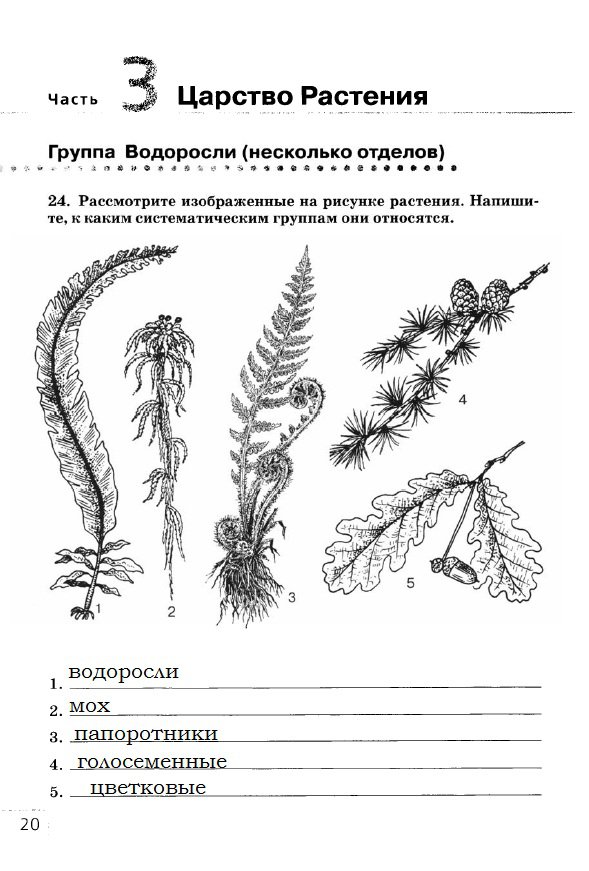 гдз 7 класс рабочая тетрадь страница 20 биология Захаров, Сонин