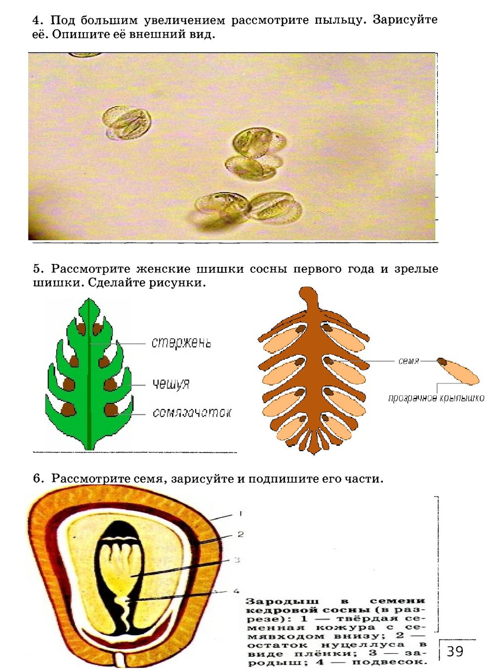гдз 7 класс рабочая тетрадь страница 39 биология Захаров, Сонин