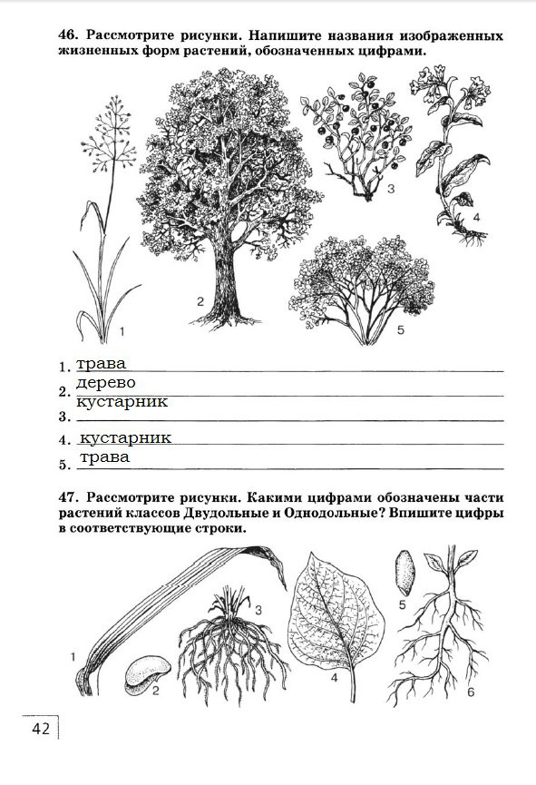 гдз 7 класс рабочая тетрадь страница 42 биология Захаров, Сонин