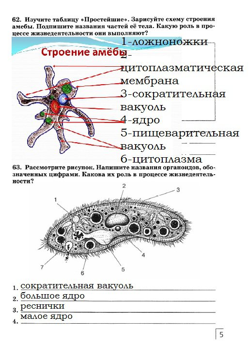 гдз 7 класс рабочая тетрадь страница 55 биология Захаров, Сонин