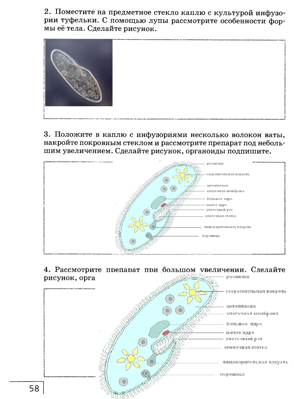 гдз 7 класс рабочая тетрадь страница 58 биология Захаров, Сонин